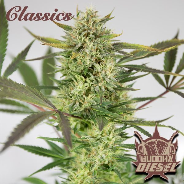 Buddha Diesel Buddha Seeds semillas de temporada productivas