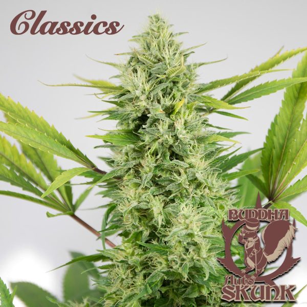 Buddha Auto Skunk Buddha Seeds cannabis automática rápida resina