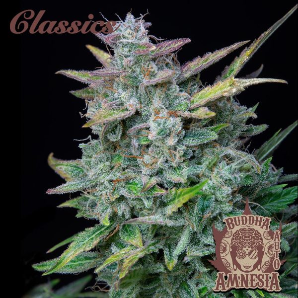 Buddha Auto Amnesia Buddha Seeds clásico cannabis automatica