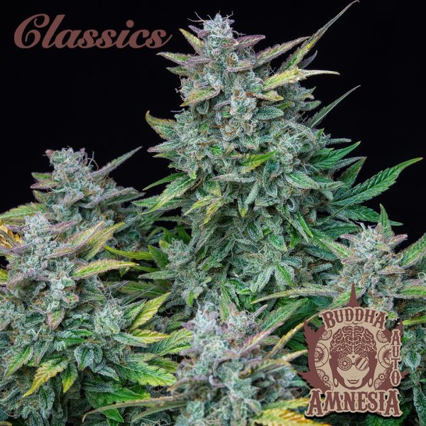 Buddha Auto Amnesia Buddha Seeds clasico cannabis autofloreciente