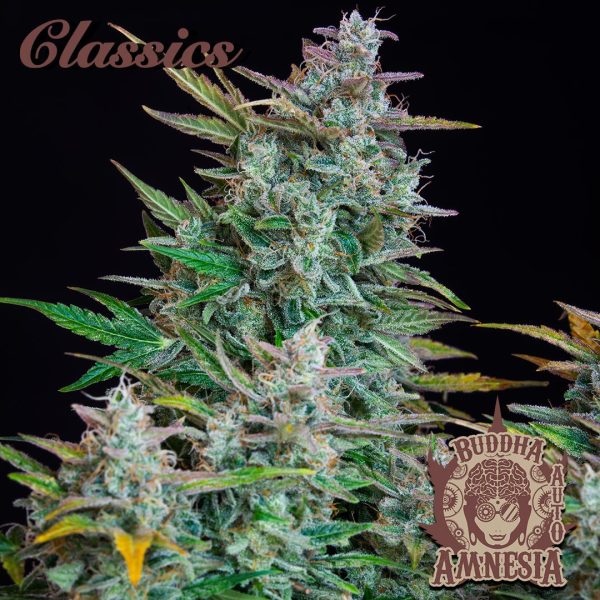 Buddha Auto Amnesia Buddha Seeds clasico cannabis