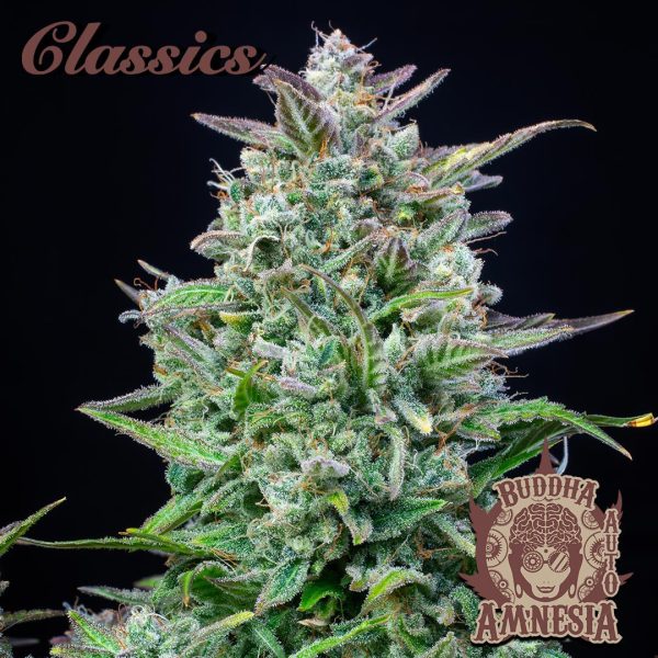 Buddha Auto Amnesia Buddha Seeds mejor variedad cannabis clásico