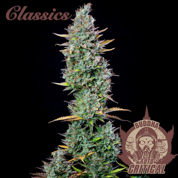 Buddha Auto Critical Buddha Seeds clásico cannabis rapida productiva