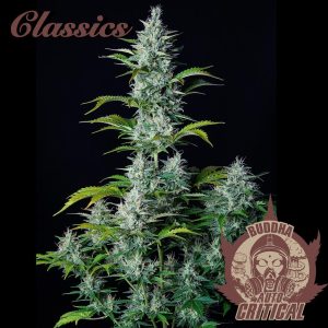 Buddha Auto Critical Buddha Seeds auto productiva autofloreciente rapida productiva