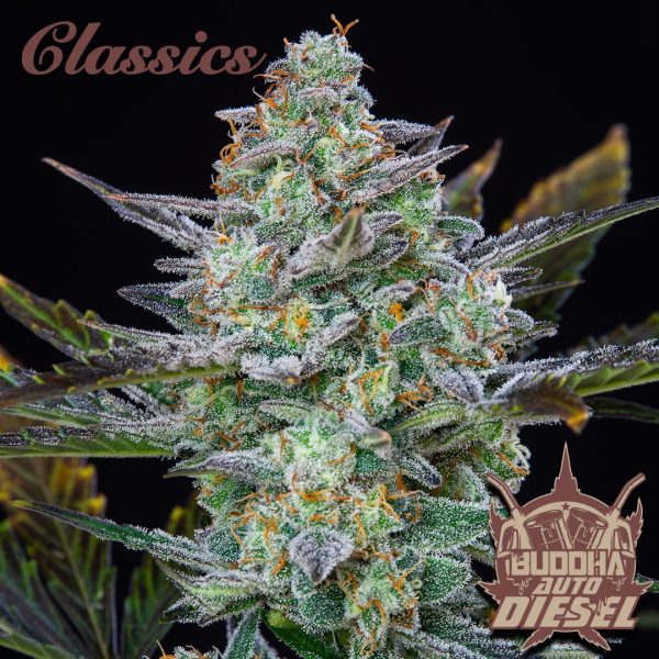 Buddha Auto Diesel Buddha Seeds semillas automáticas productivas