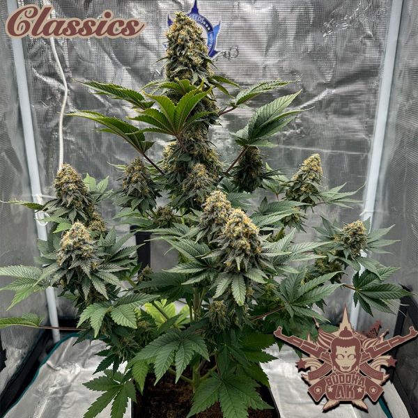 Buddha  AK Buddha Seeds mejores clásicos cannabis