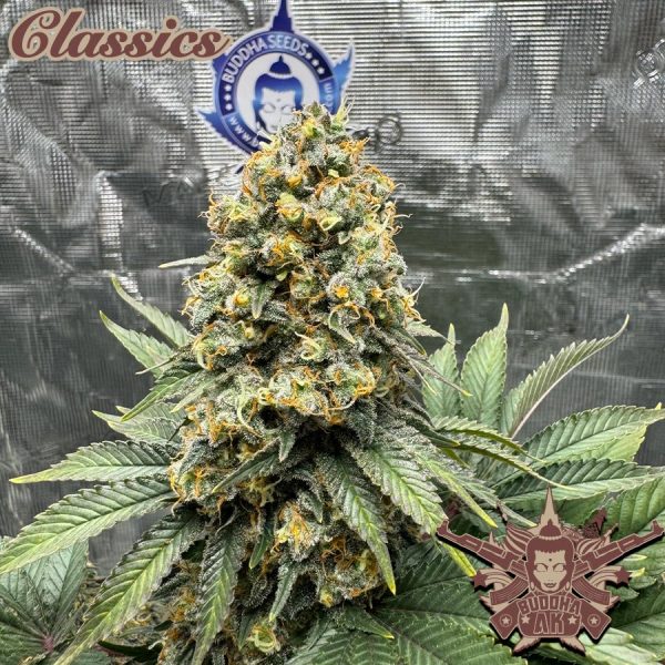 Buddha AK Buddha Seeds clásico cannabis rapida potente