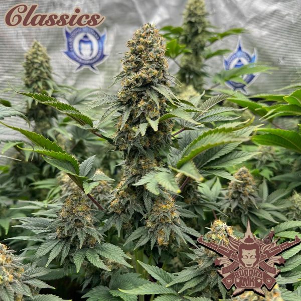 Buddha  AK Buddha Seeds mejores clásicos cannabis fotodependiente