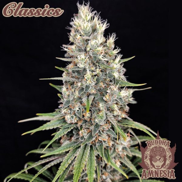 Buddha Amnesia Buddha Seeds clásico cannabis productiva potente