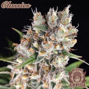 Buddha Amnesia Buddha Seeds clásico cannabis productiva potente