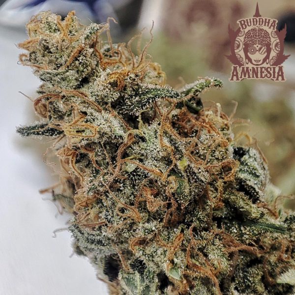 Buddha Amnesia Buddha Seeds clásico cannabis sativa potente