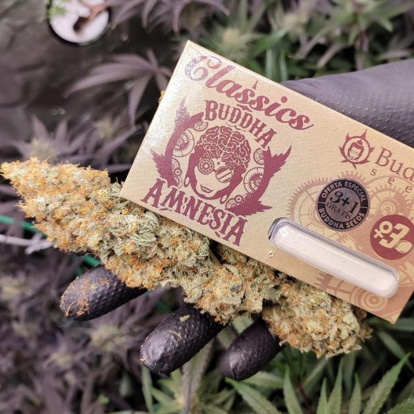 Buddha Amnesia Buddha Seeds clásico cannabis efecto potente