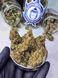 Buddha Diesel semillas feminizadas autoflorecientes o fotodependientes