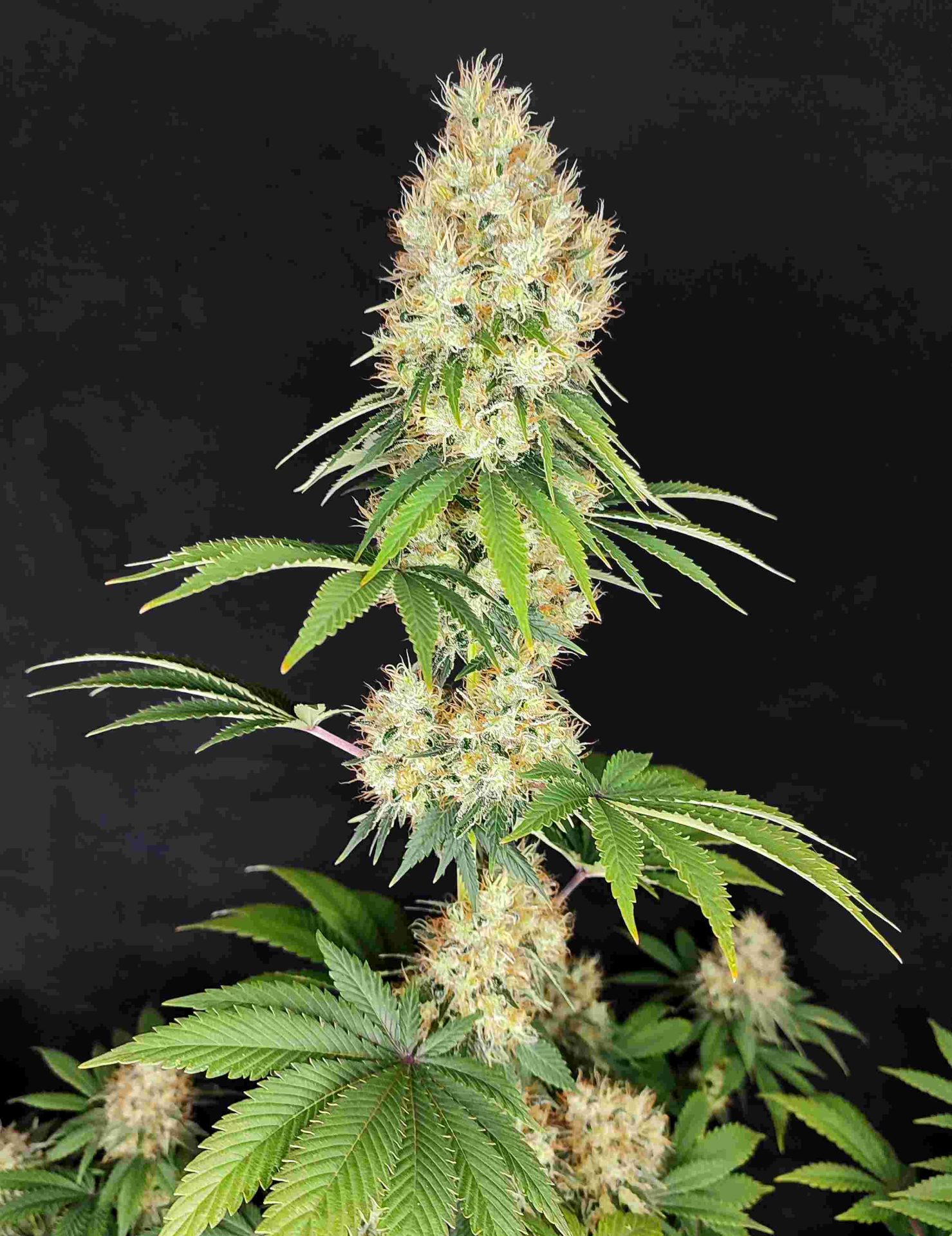 Buddha Diesel - Image 3