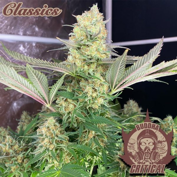 mejor clásico cannabis producción efecto Critical Buddha Seeds