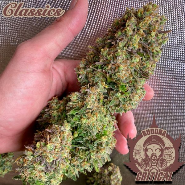 mejor clásico cannabis Critical Buddha Seeds