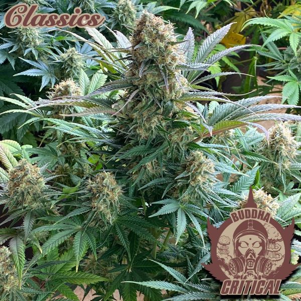 clásico cannabis Critical Buddha Seeds