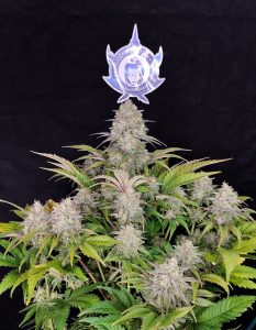 Critical_cannabis buddha seeds semillas productivas autoflorecientes vs fotodependientes