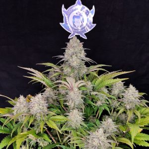 Critical_cannabis buddha seeds semillas productivas