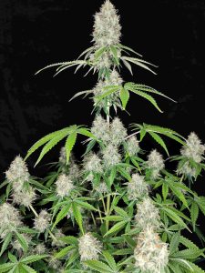 Magnum automatica Buddha Seeds