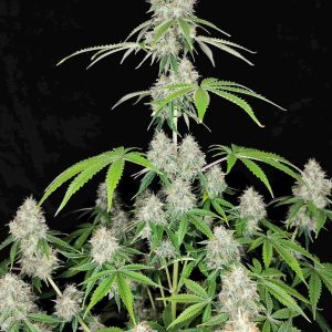 Magnum automatica Buddha Seeds