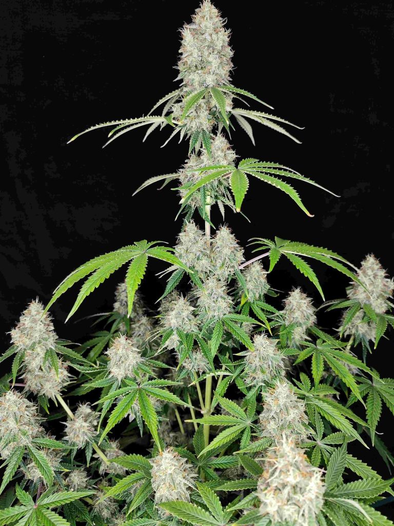 Magnum automatica Buddha Seeds como cultivar automáticas en indoor