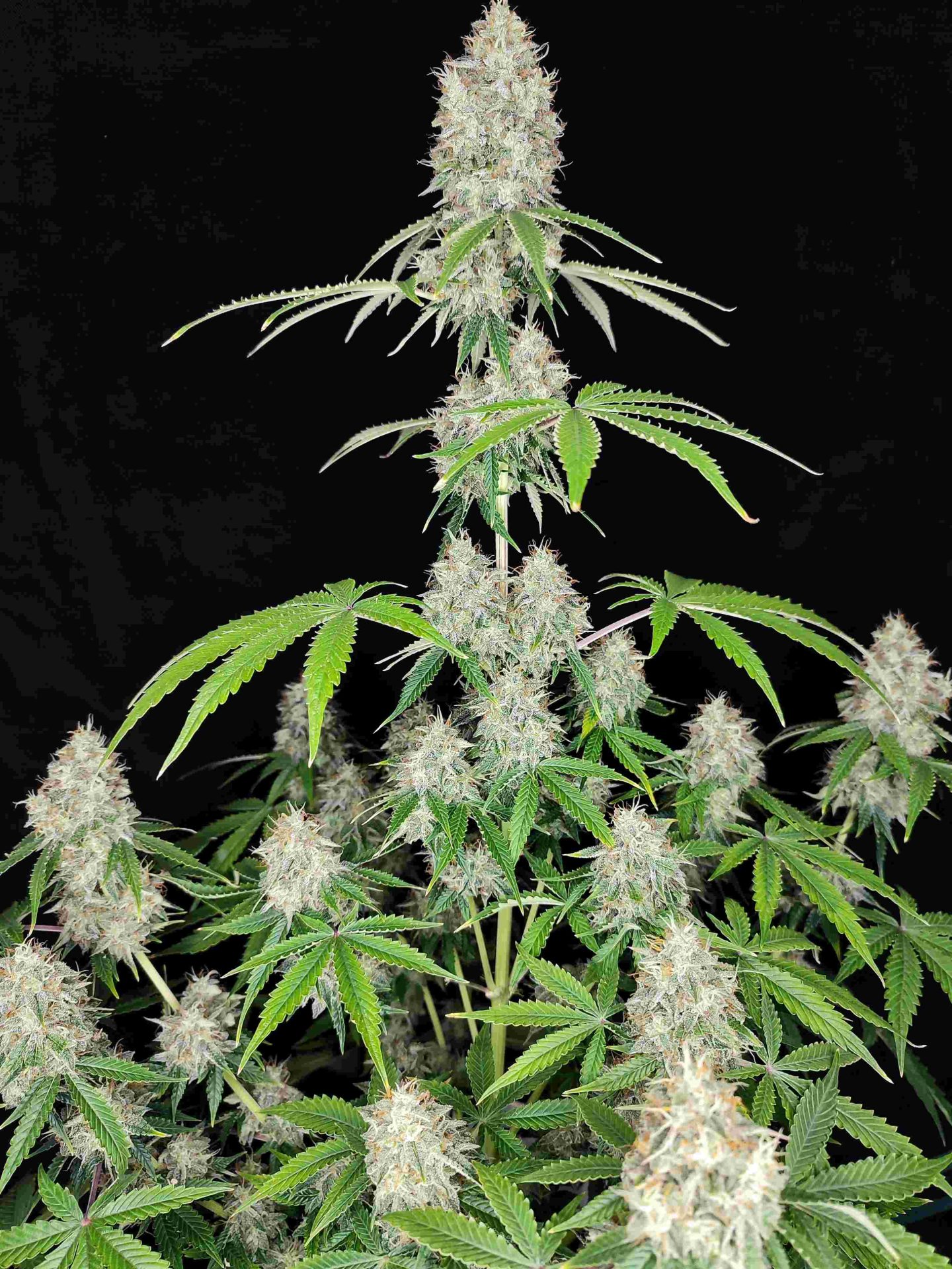 Magnum automatica Buddha Seeds