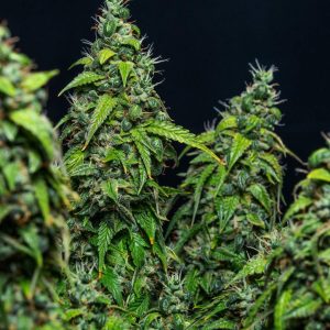 Magnum cannabis autofloreciente productiva Buddha Seeds