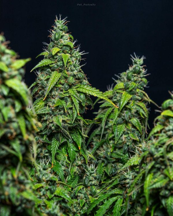 Magnum cannabis autofloreciente productiva Buddha Seeds