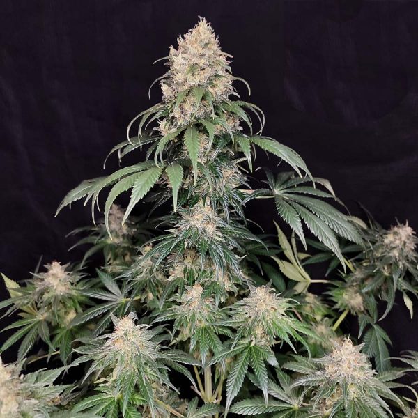 Medikit Buddha Seeds canabis medicinal alto CBD