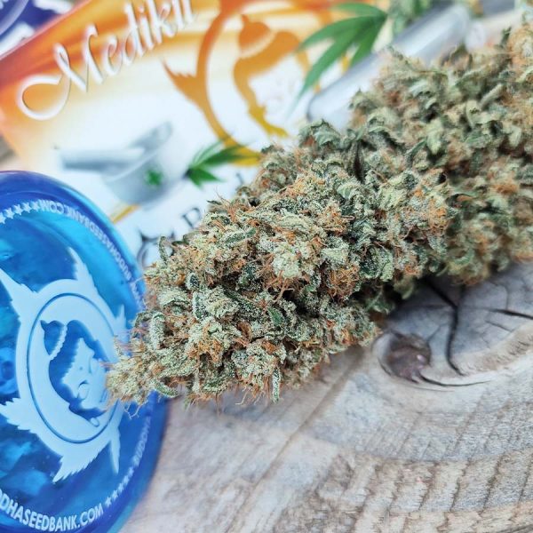 Medikit Buddha Seeds semillas CBD fotodependiente