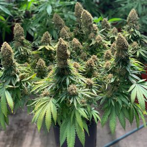 Morpheus Buddha Seeds medical cannabis