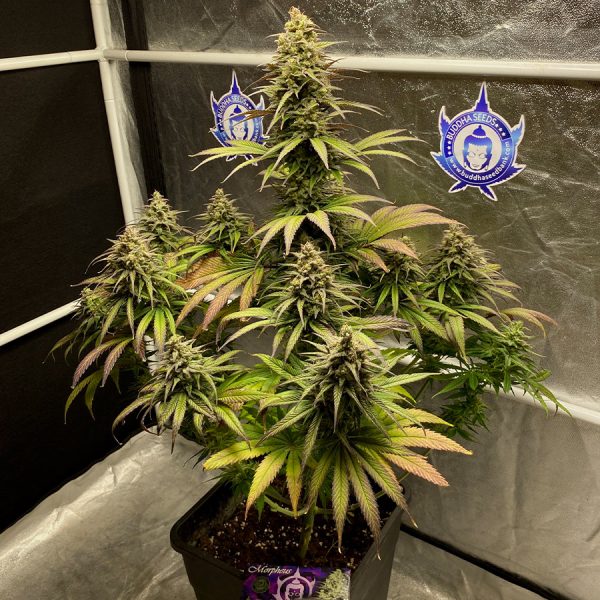 Morpheus Buddha Seeds fotodependiente resinosa CBD