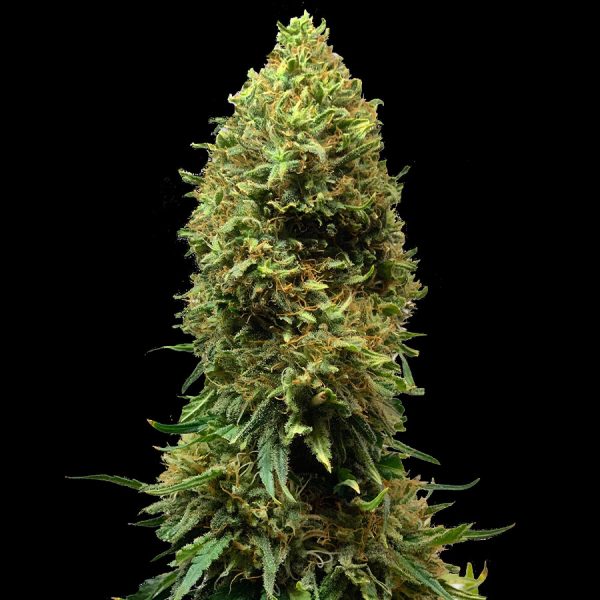 Morpheus Buddha Seeds cannabis fotodependiente para dormir