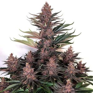 Buddha Purple Kush Buddha Seeds planta cannabis morada