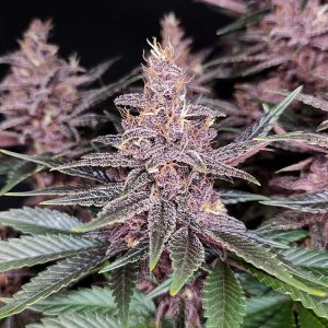 purple weed purple kush