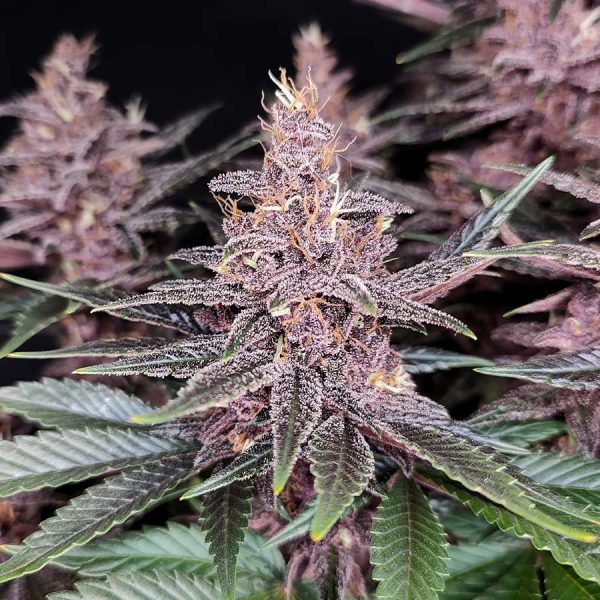 Buddha Purple Kush Buddha Seeds tricomas morados