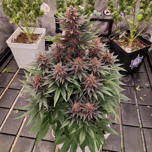 Buddha Purple Kush Buddha Seeds marihuana morada