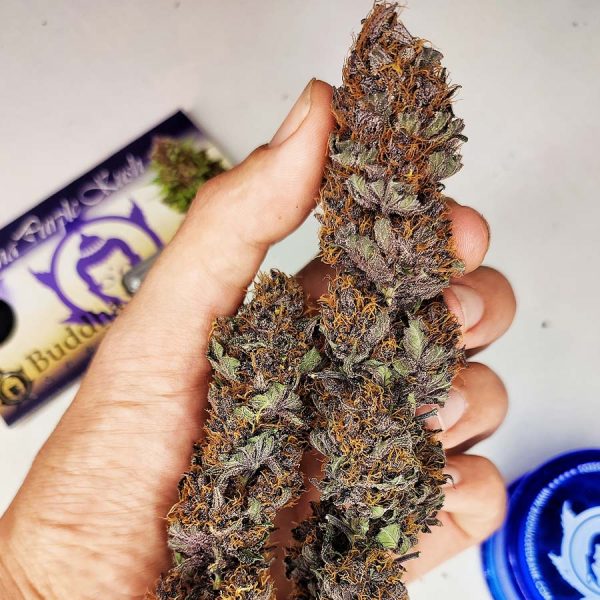 Buddha Purple Kush Buddha Seeds cogollos morados