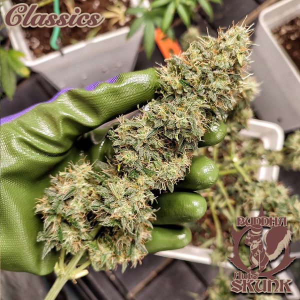 Buddha Skunk Buddha Seeds cannabis de temporada exterior resina