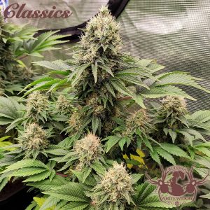 Buddha White Widow Buddha Seeds cannabis calidad clásico cogollo resina producción