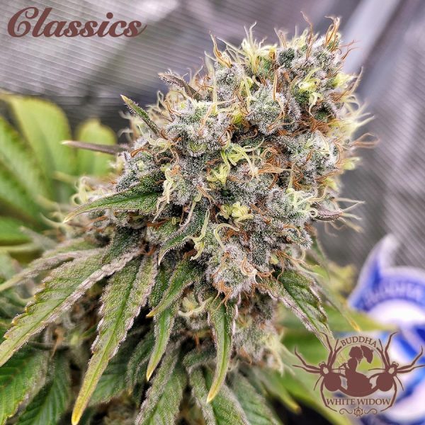 Buddha White Widow Buddha Seeds clásico cannabis calidad producción