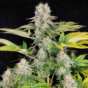 White Widow cannabis indica buddha seeds