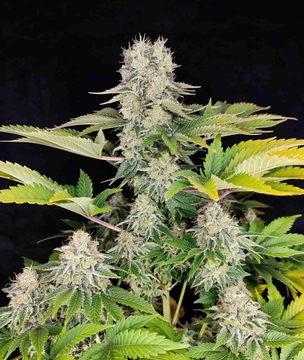 White Widow cannabis indica buddha seeds