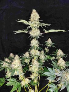 semillas de marihuana feminizadas feminised cannabis seeds