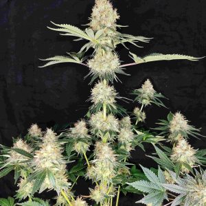 Buddha Diesel Buddha Seeds clásicos cannabis resina