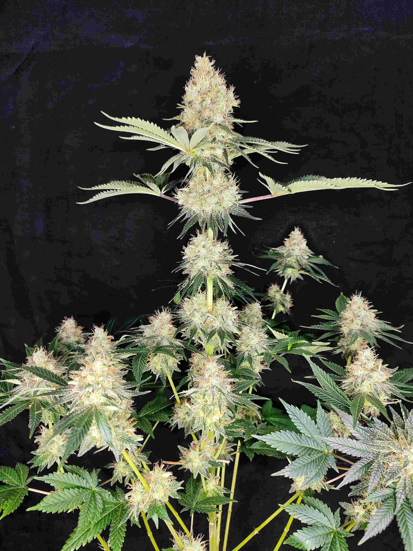 Buddha Diesel - Image 2