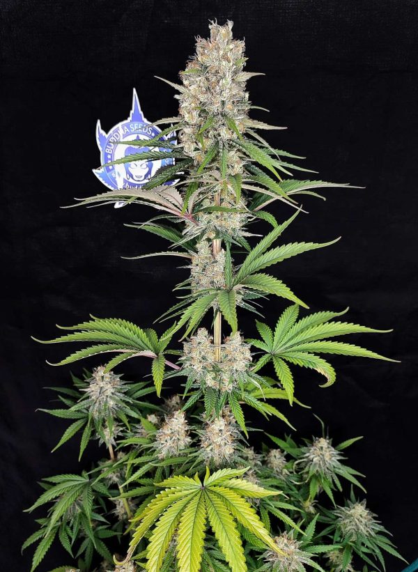 Amnesia cannabis sativa buddha seeds clasico