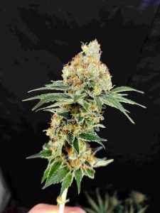 semillas feminizadas