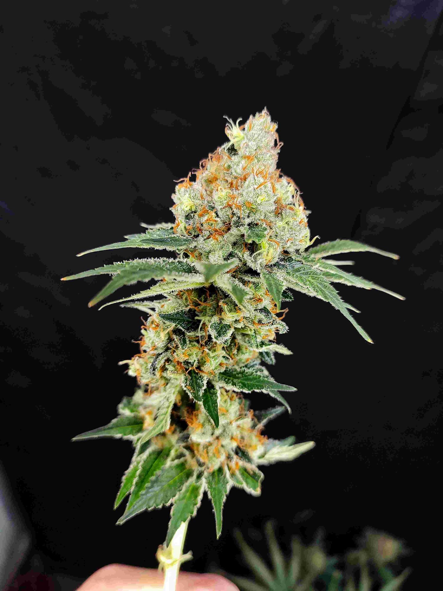 Buddha Diesel - Image 4